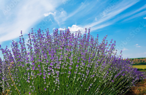Lavender flower bush in field close up with blue sky background. Closeup of English lavender plants in a row on a farm with blue sky and puffy white clouds. Close up of lavender flowers.