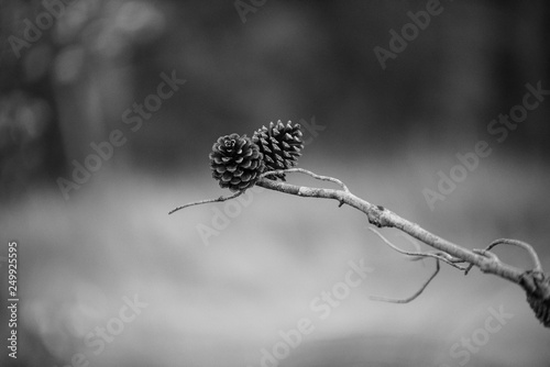 Pinecones 