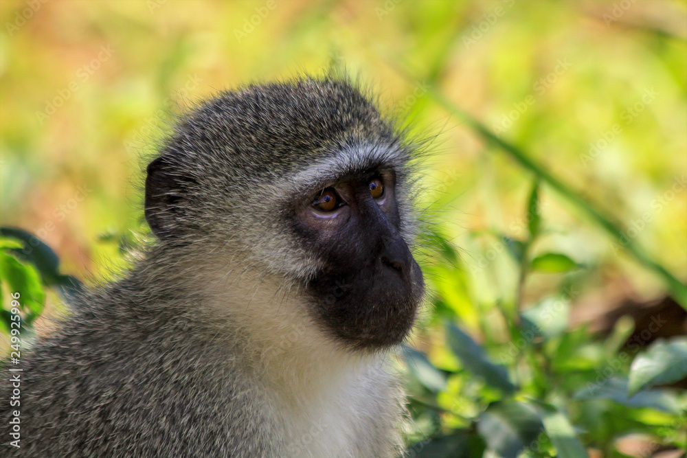 Kopf einer Grüne Meerkatze (Vervet monkey) in Südafrika. Kopf einer Grüne Meerkatze (Vervet monkey) in Südafrika.