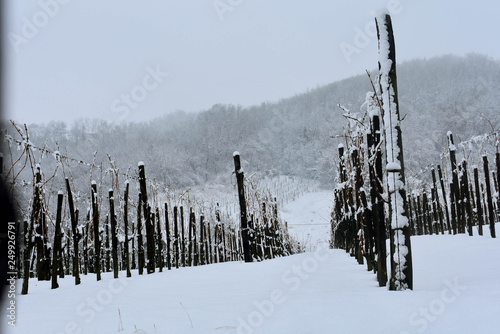 Winter on the vineyard, Hungary, Szekszárd
