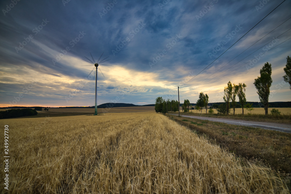 Obraz premium sunset over wheat field