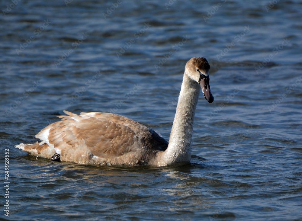 Swan on lake Swan on lake