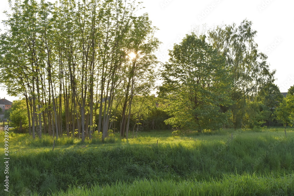 Obraz premium morning in the forest