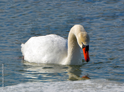 Mute Swan on lake