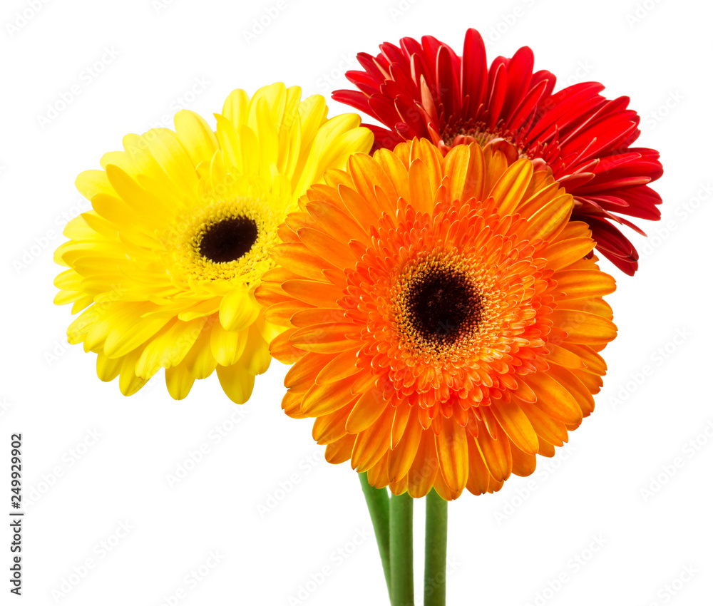 Bouquet of flowers gerberas isolated on white background Bouquet of flowers gerberas isolated on white background