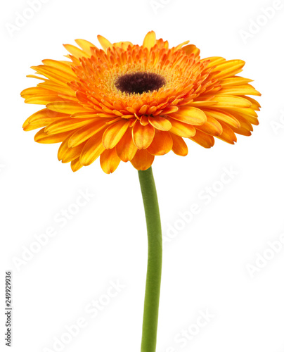 Gerbera flower orange and yellow isolated on white background