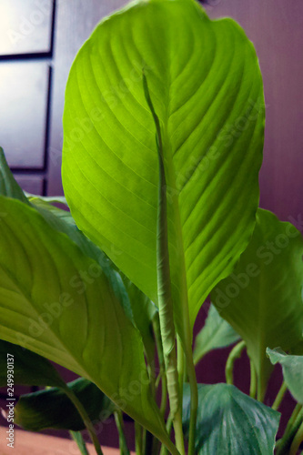 Beautiful young green leaves of houseplant. Background
