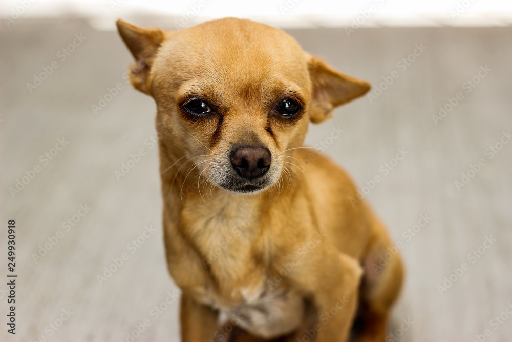 Perro chihuahua timido Perro chihuahua timido