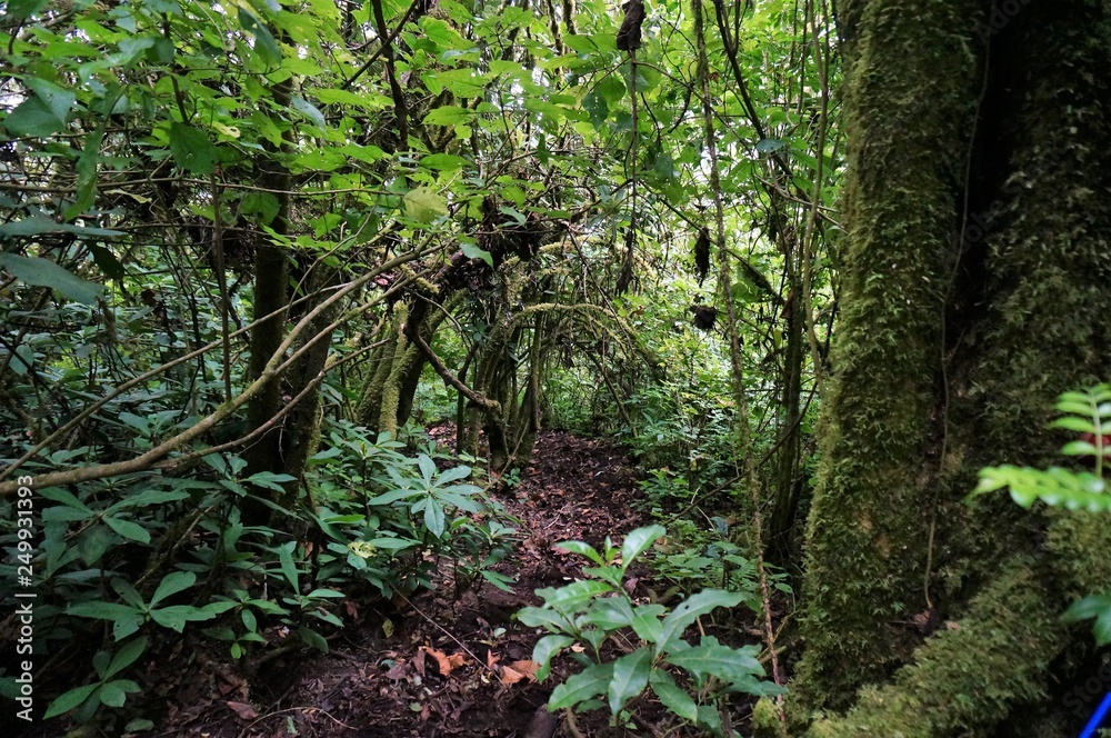 Fototapeta premium Tolimán_35