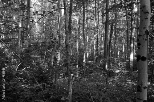 Black and White Forestscape