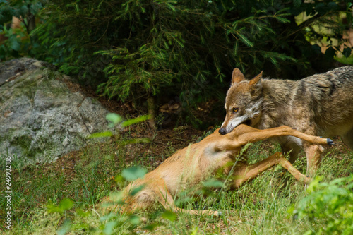 Wolf oder Grauwolf (Canis lupus)