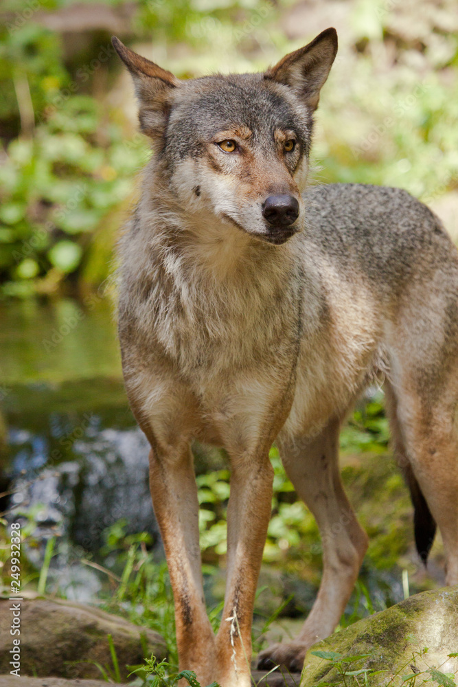 Wolf oder Grauwolf (Canis lupus) Wolf oder Grauwolf (Canis lupus)