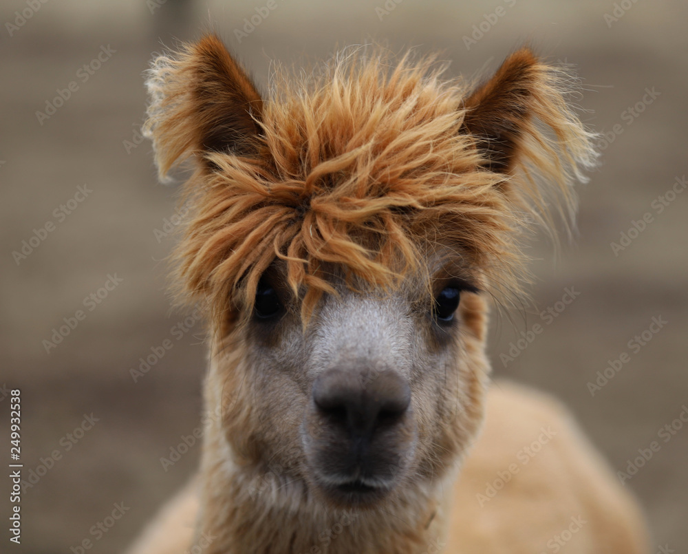 llama, portrait of a llama with long eyelashes