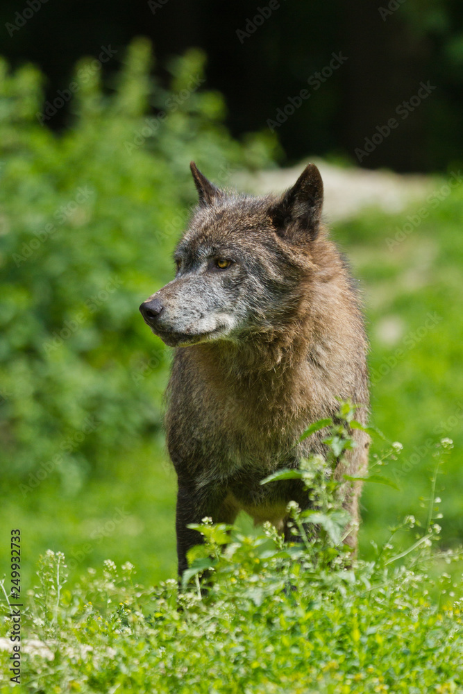 Timberwolf oder Amerikanischer Grauwolf (Canis lupus lycaon) Timberwolf oder Amerikanischer Grauwolf (Canis lupus lycaon)