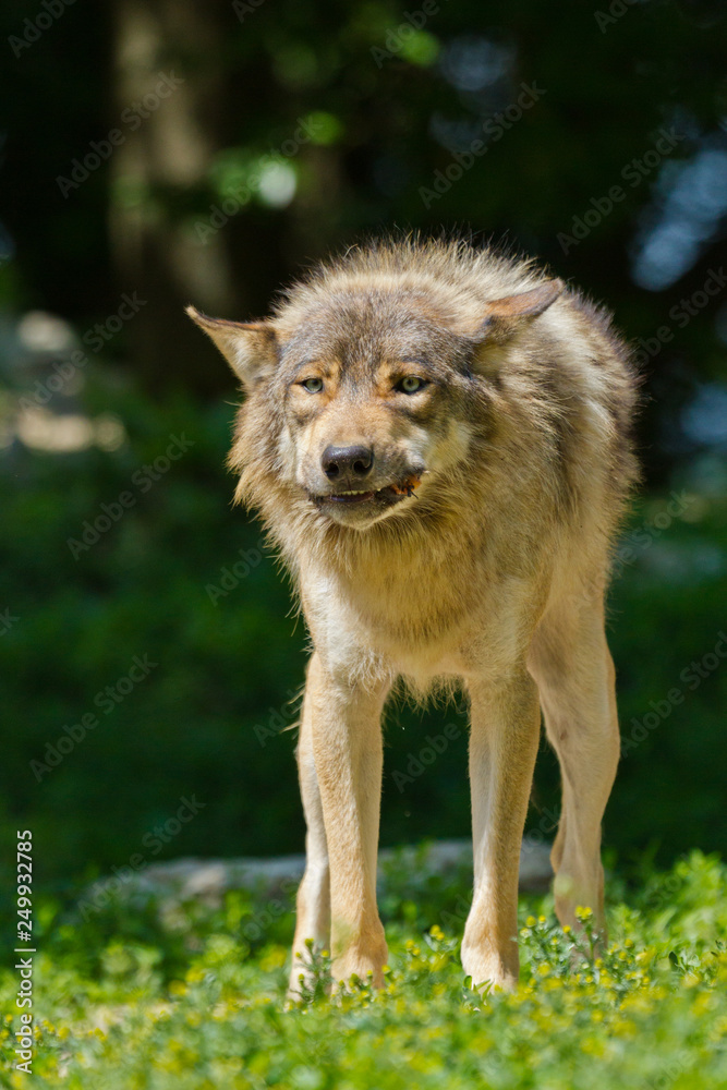 Fototapeta premium Timberwolf oder Amerikanischer Grauwolf (Canis lupus lycaon)