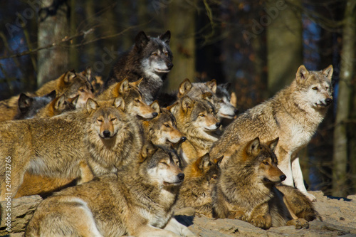 Timberwolf oder Amerikanischer Grauwolf  Canis lupus lycaon 