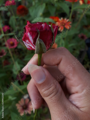 Rose