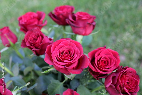 Hybrid Tea  Red rose  bouquet of roses