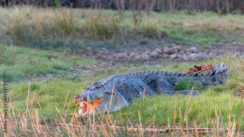 shot of a huge saltwater crocodile on a bank at corroboree billabong photo