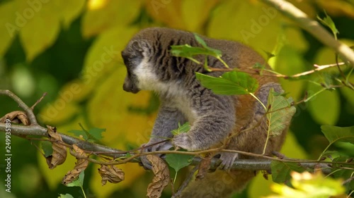 Mongoose lemur (Eulemur mongoz) eating leaves photo