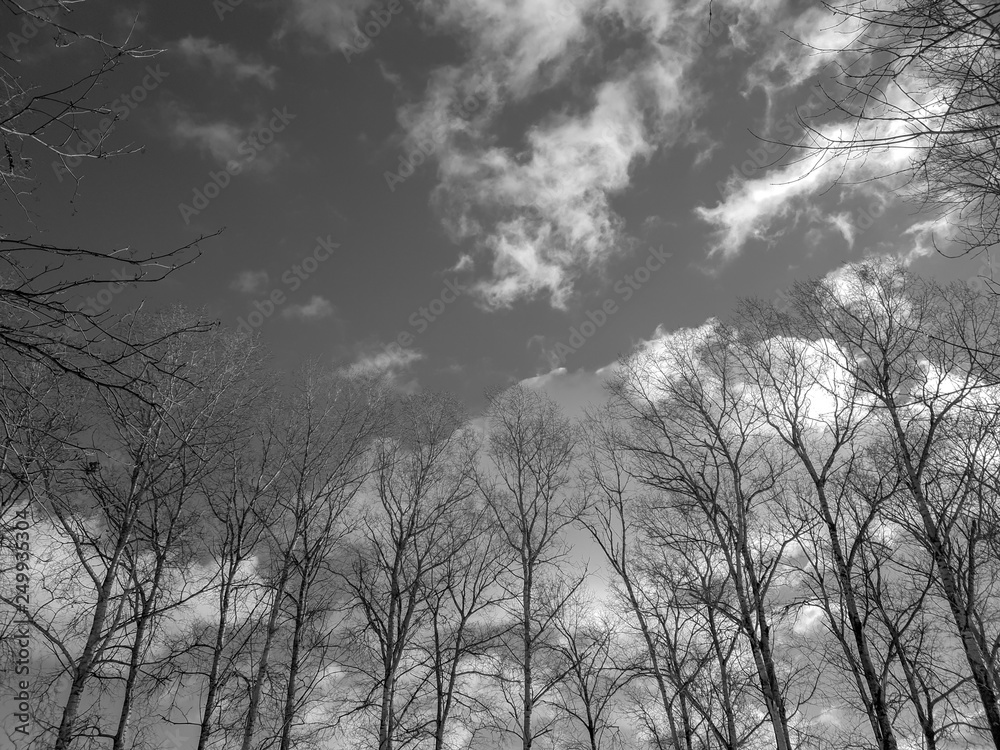 Bare trees against a background of clouds. Empty tree branches. Bare trees against a background of clouds. Empty tree branches.