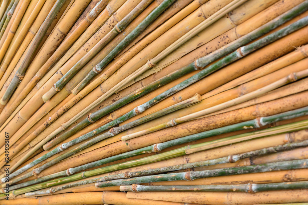 Abstract bamboo background. Abstract nature tree background Abstract bamboo background. Abstract nature tree background
