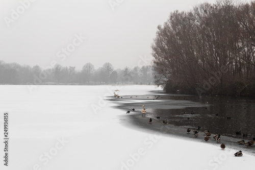 half frozen lake ducks swimming fog winter snow