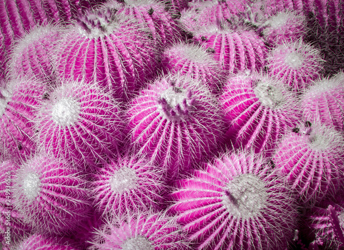 Canvas-taulu Collection of Barrel Cactus in Infared Color