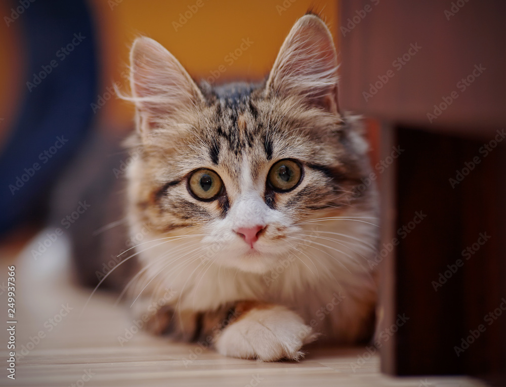 The domestic multi-colored kitten
