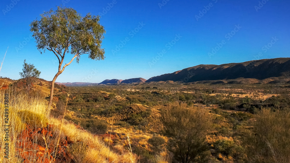 the west macdonnell ranges near alice springs and a gum tree the west macdonnell ranges near alice springs and a gum tree