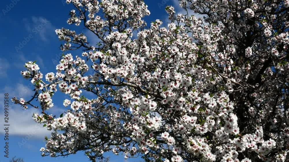Almond flower Almond Tree Close-up Video 4K Almond flower Almond Tree Close-up Video 4K