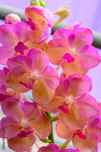 Colorful orchid flower blossom collection. Natural orchid flower background © rprisarn