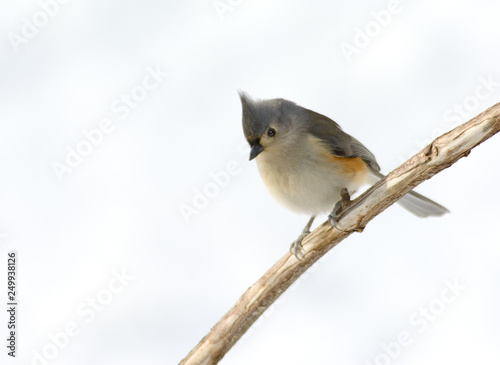 Tufted titmouse a small grey bird perched on branch with white background