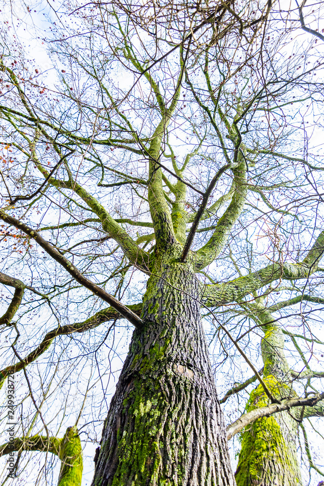 Acacia tree trunk with moss