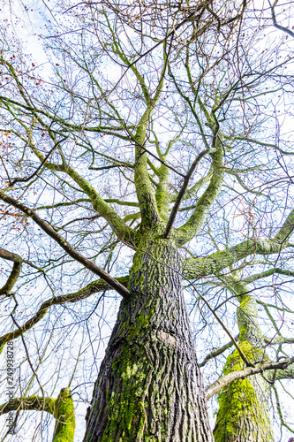 Acacia tree trunk with moss