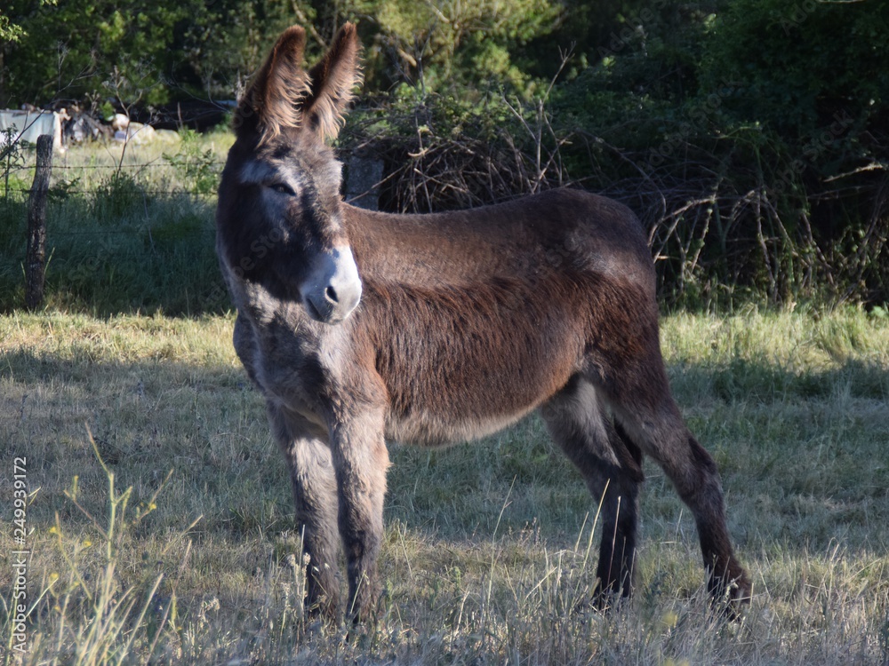 donkey in the field