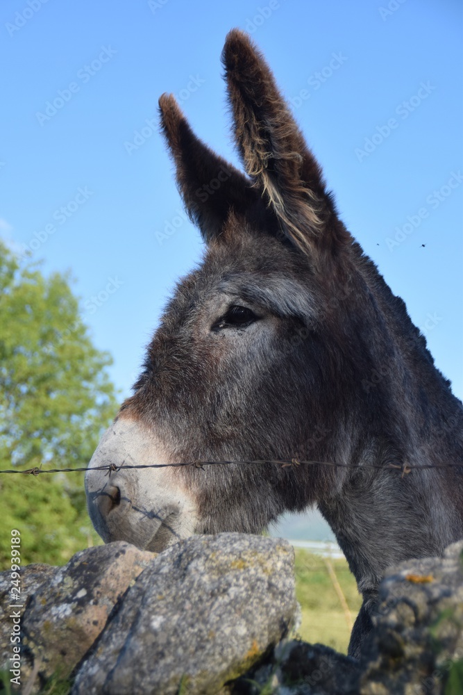 Fototapeta premium donkey in field