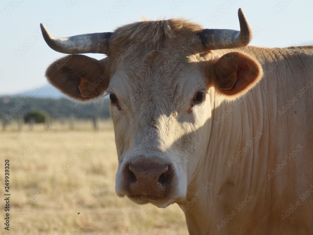 portrait of a cow portrait of a cow