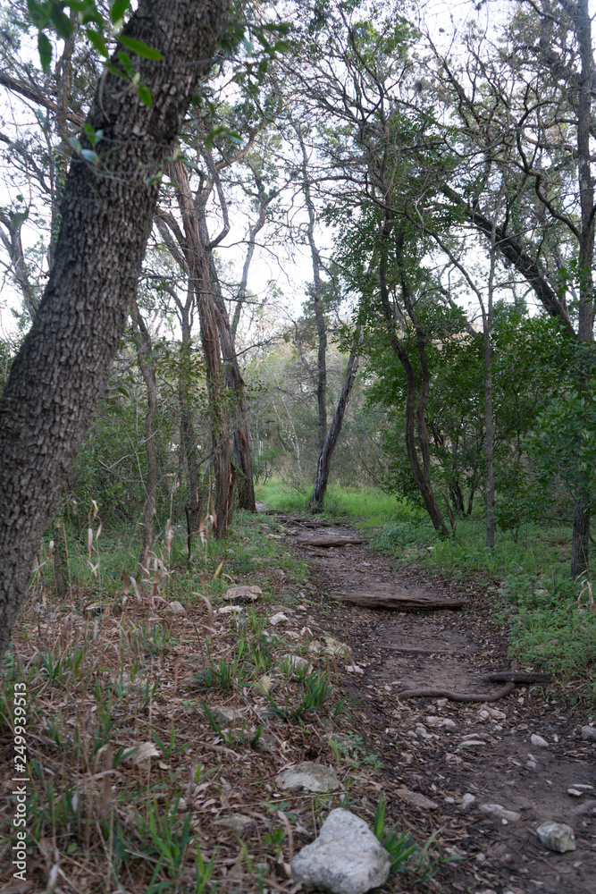 Dirt Wet Path Leading to Dense Wooded Forest Dirt Wet Path Leading to Dense Wooded Forest