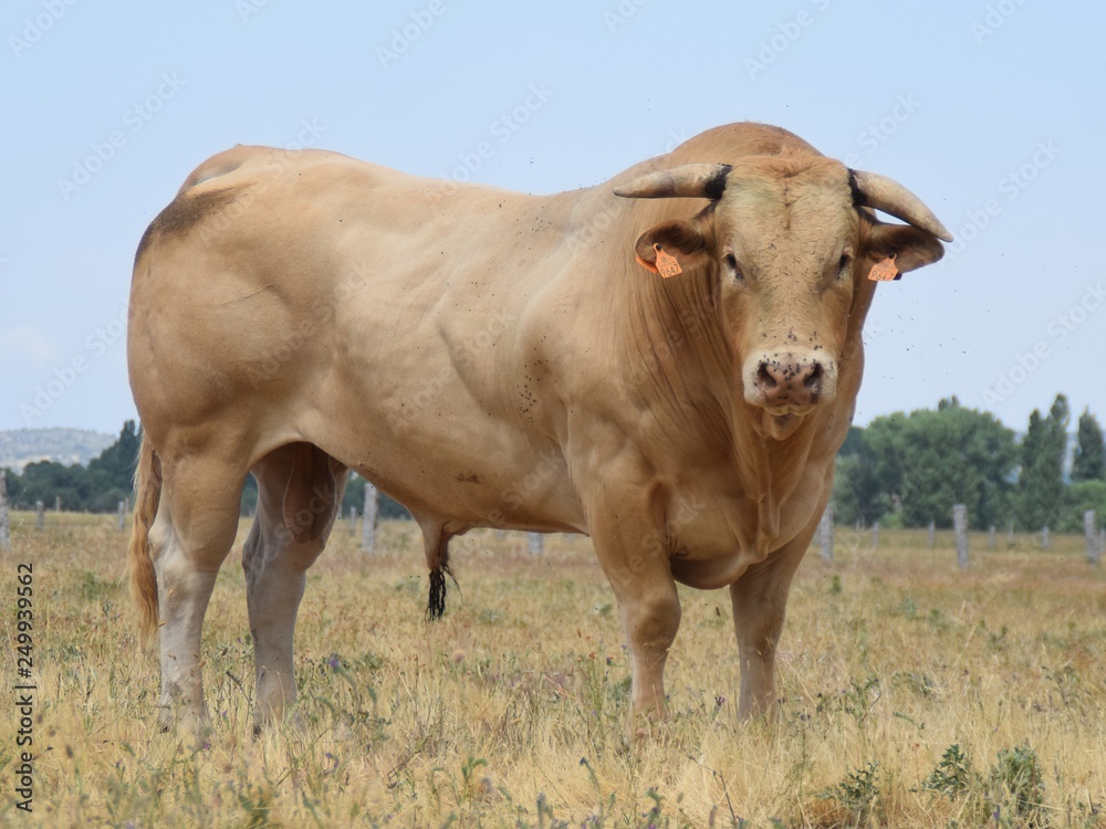 cow in a field