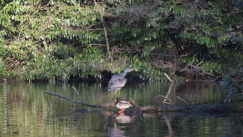 Heron stood on a tree branch over the water waiting for food.
