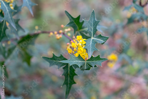 Close up View of Small Flowers with Distint Shape Green LEafs photo