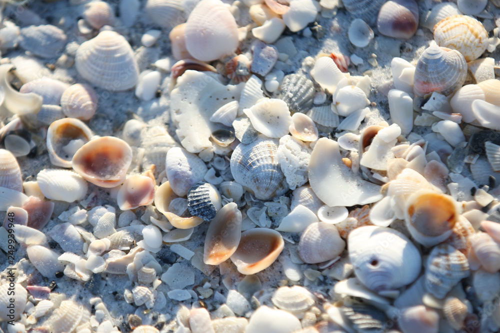 sea shells at the beach sea shells at the beach