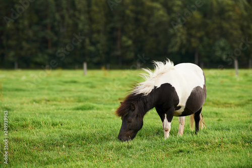 Pony grazes free in the meadow.