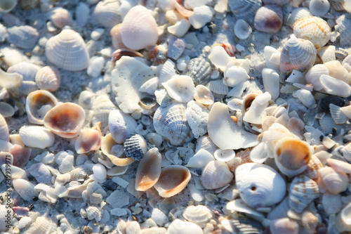 SEA SHELLS IN THE SAND