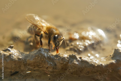 Insekt - Biene  © Revilo Lessen