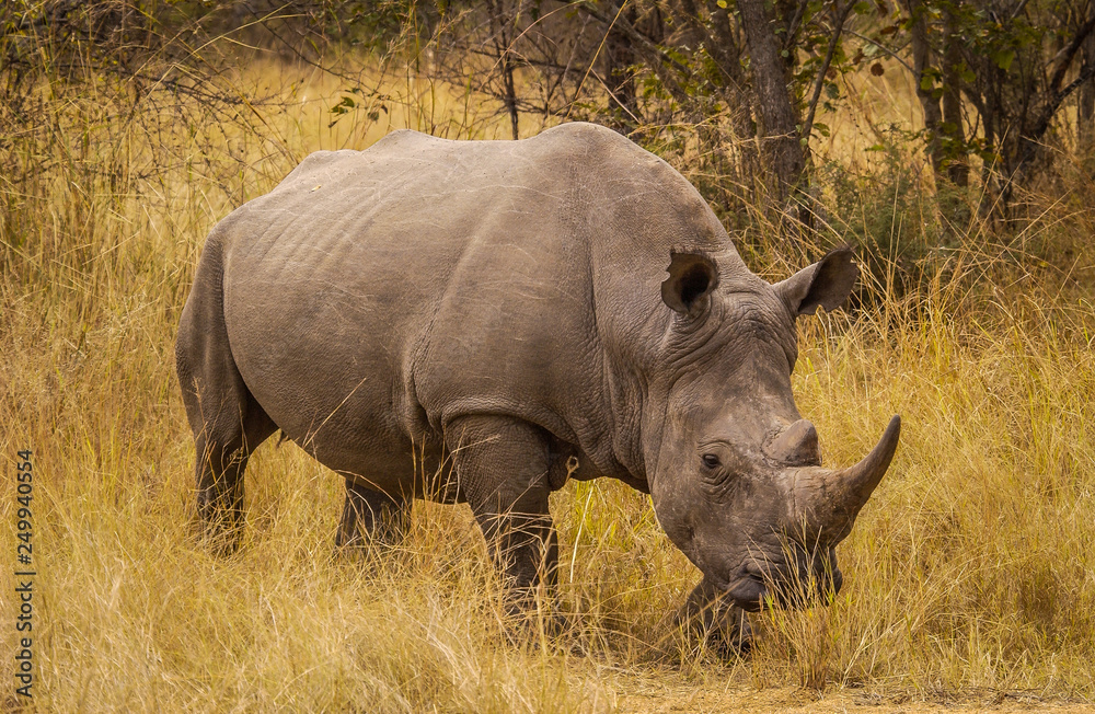 White rhino White rhino