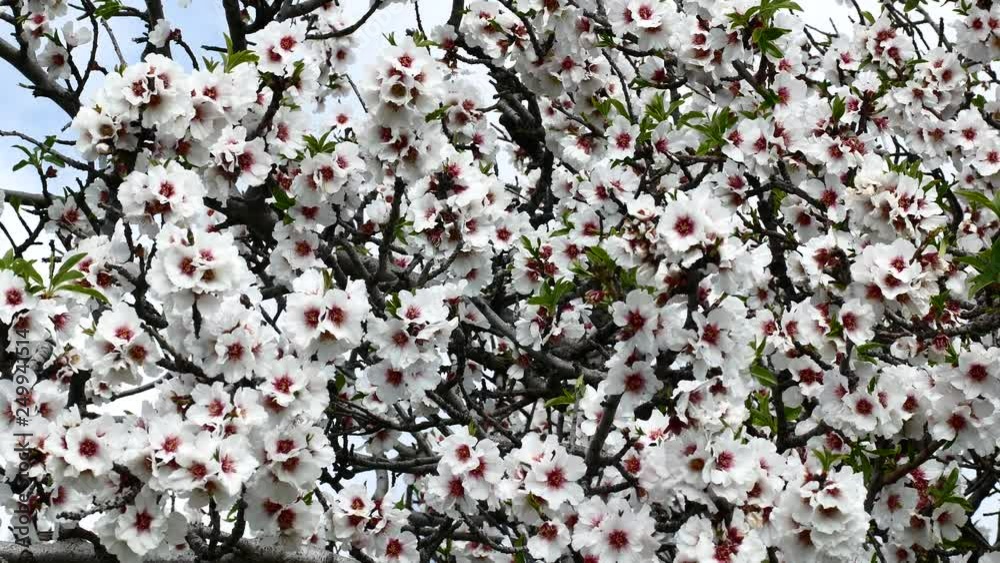 Almond flower Almond Tree Close-up Video 4K Almond flower Almond Tree Close-up Video 4K