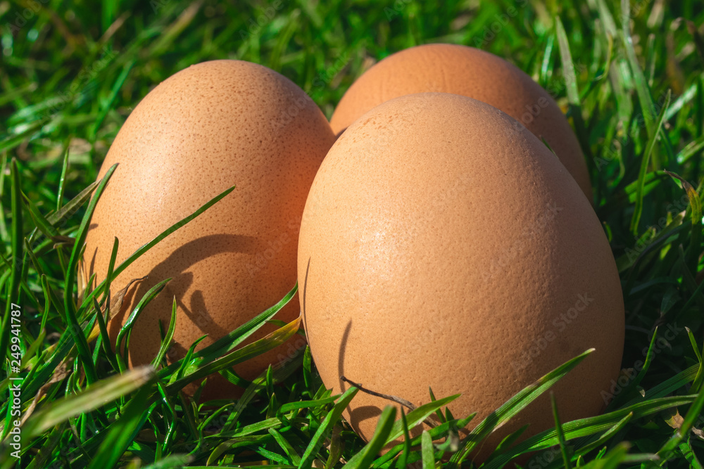 Close Up Eggs in the grass Close Up Eggs in the grass