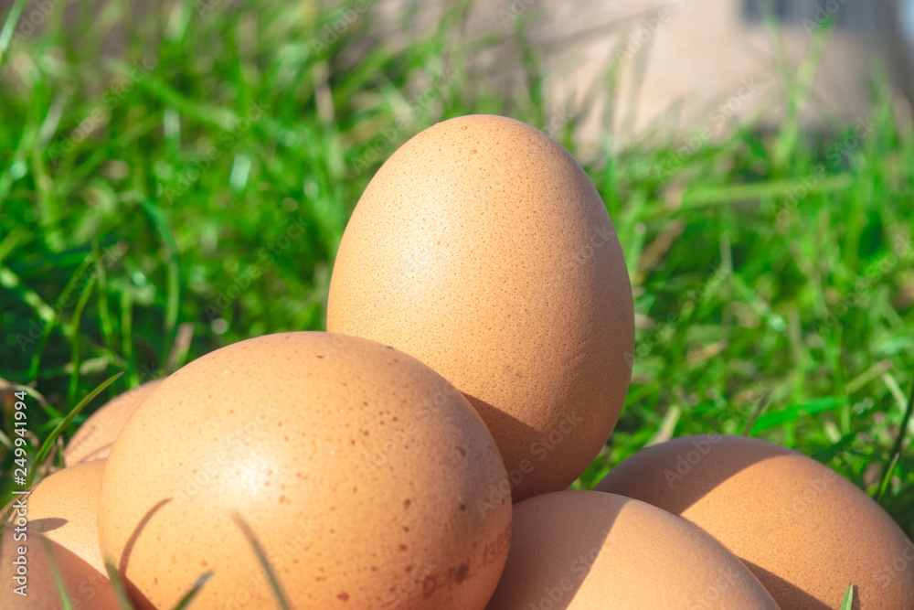 Eggs Lie in Green Grass Eggs Lie in Green Grass